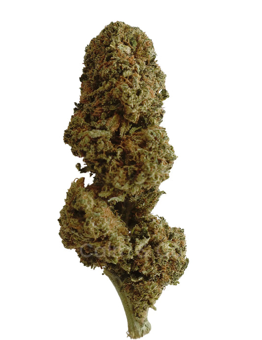 Vinyl Sticker - Honey and Takashi